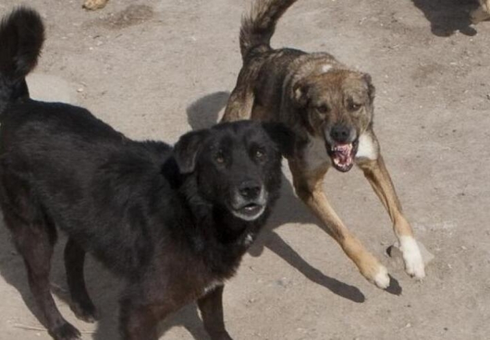Жительницу Мелитополя в центре города покусали собаки
