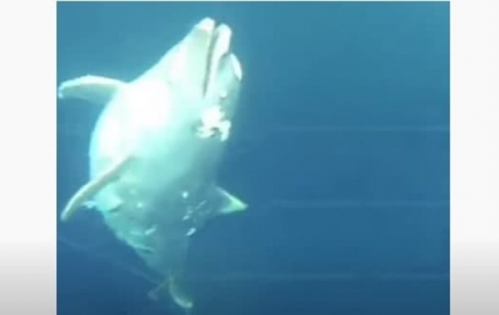 В Черном море обнаружили привязанные к камням трупы дельфинов - соцсети (видео)