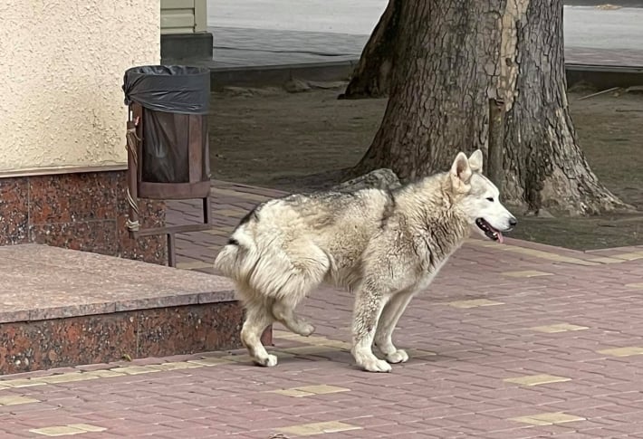 В Мелитополе обнаружили раненого пса (фото)