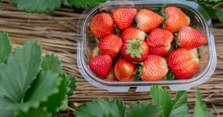 В Украине продают первую клубнику по рекордным ценам: сколько стоит и когда подешевеют ягоды