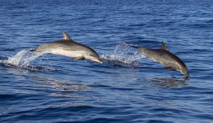В Кирилловке дельфины заманивают отдыхающих (видео)
