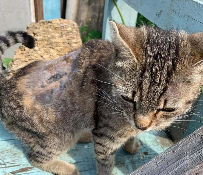 В Мелитополе мучается бездомная кошка - нужна помощь (фото)