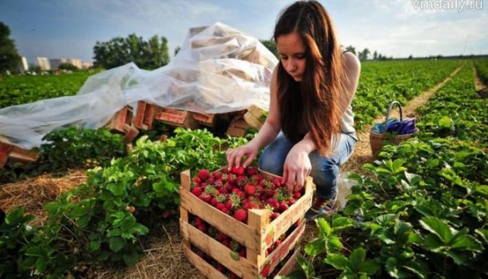 Жители Мелитополя могут заработать на сборе клубники - сколько платят польские фермеры