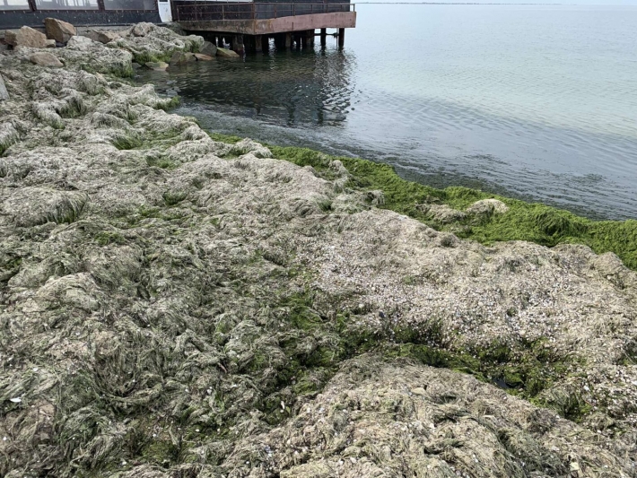 Пляжи в Бердянске завалены зловонными водорослями (фото)
