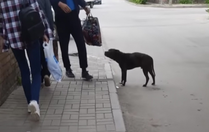 В Мелитополе хозяин оставил собаку без намордника у входа в магазин