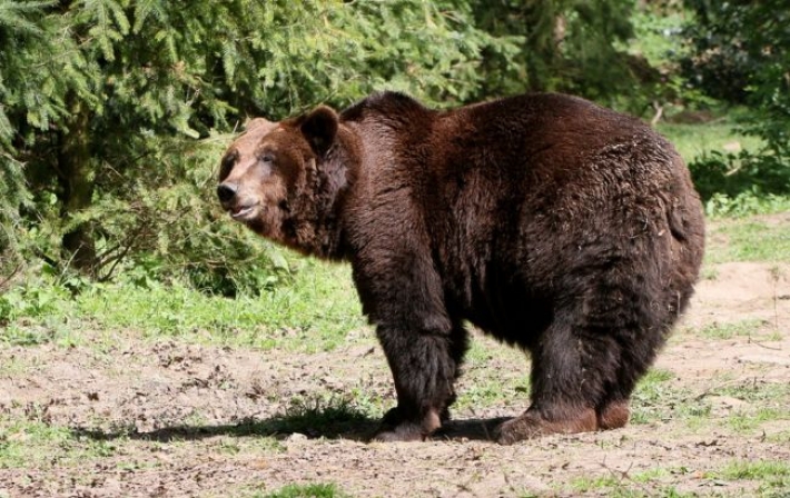 Возле Ивано-Франковска голодный медведь терроризирует местных жителей: ученые бьют тревогу (видео)