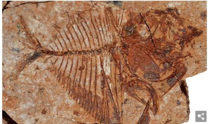 ​Ученые нашли окаменелости рыб, которым 56 млн лет - разгадка их поразила: фото