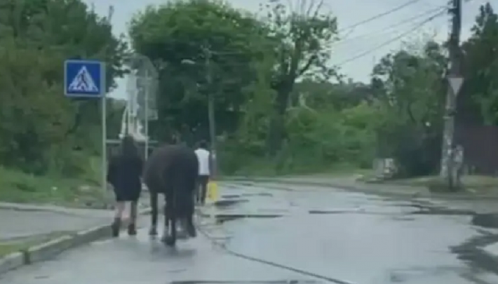 Появилось видео, как в Киеве женщина гуляла по проезжей части с лошадью на цепи