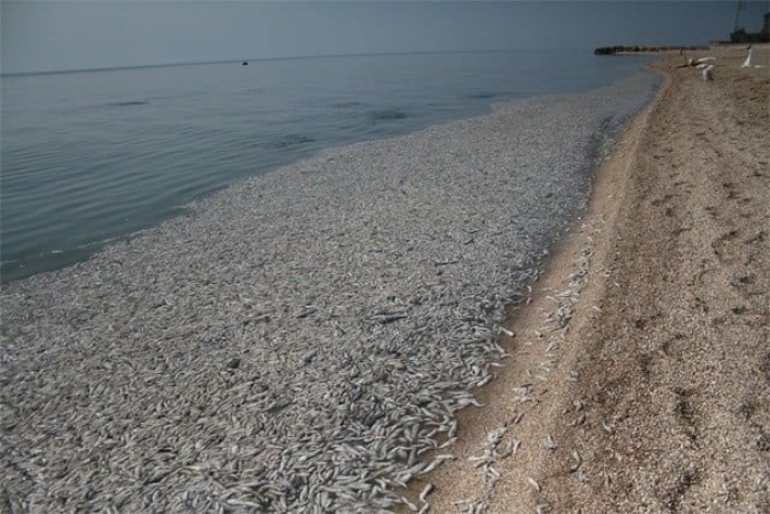 В Бердянске создали штаб по контролю замора рыбы в Азовском море