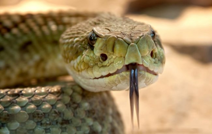 В Полтаве змея укусила ребенка на улице: что делать в таких ситуациях