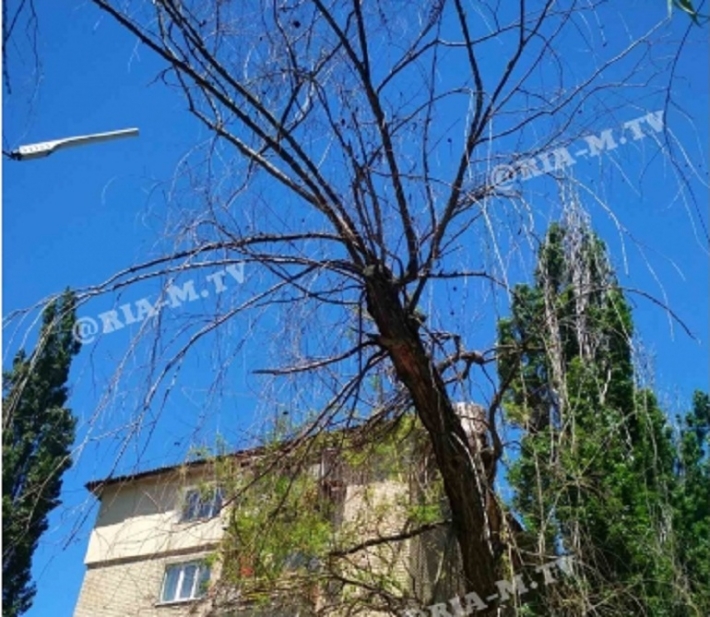 В Мелитополе двор многоэтажки "облысел" - жители уверены, что деревья были здоровые (фото)