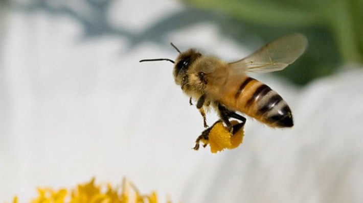 Пчелы спасают планету: обнародовано невероятное заявление о насекомых