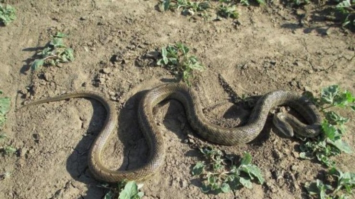 В Полтаве змея набросилась на ребенка посреди улицы