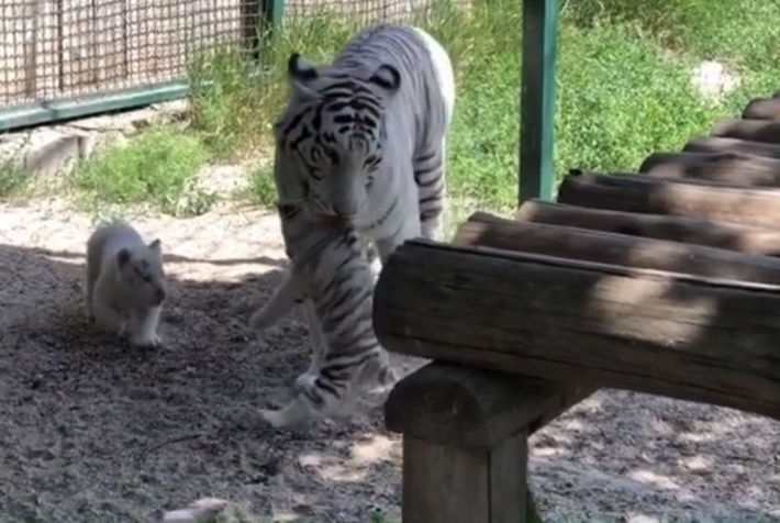 Белые тигрята из бердянского зоопарка впервые вышли на прогулку