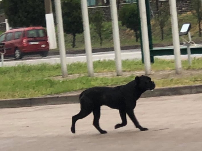 В Мелитополе срочно ищут хозяев породистой собаки, которая мечется по улицам (фото)