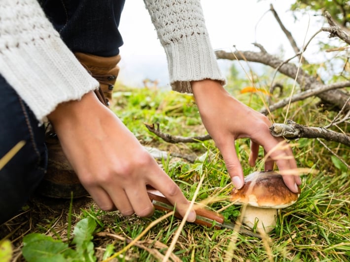 В Мелитополе женщина отравилась грибами - где она их собирала