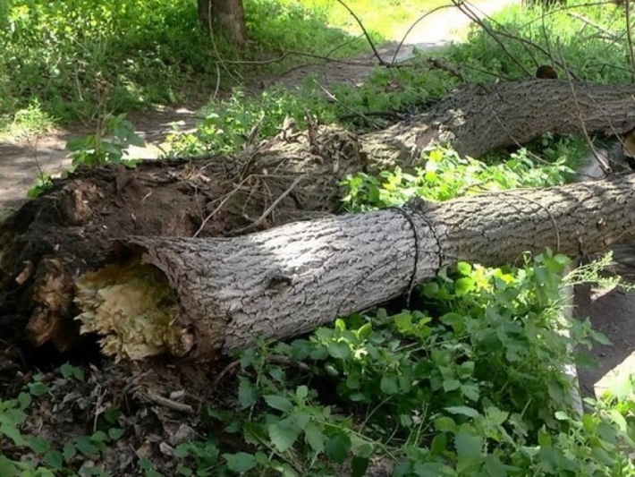 В Киеве дерево рухнуло прямо на авто и линии электропередач: видео с места