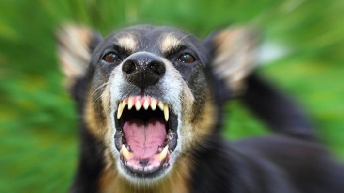 В Запорожской области собака напала на ребенка на глазах хозяина