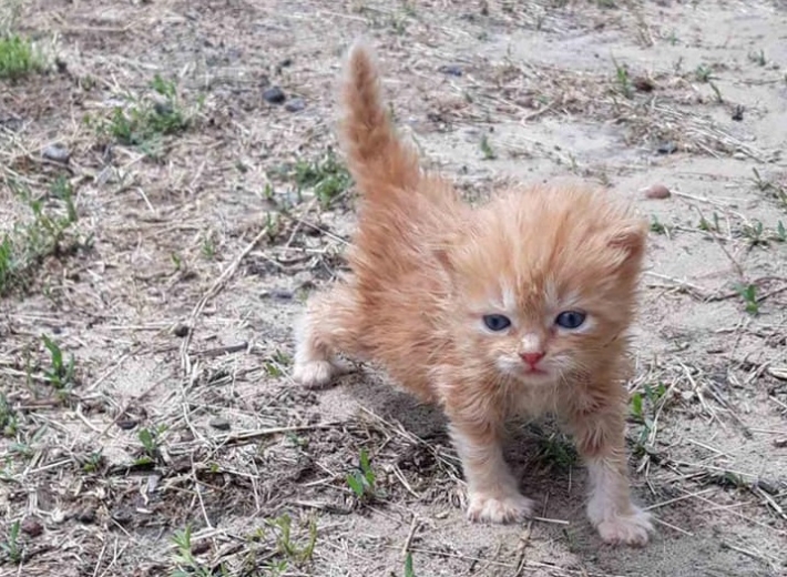 В Мелитополе просят спасти жизнь маленьким котятам (фото)