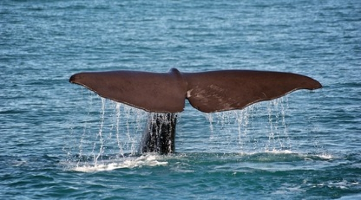 Рыбаки вытащили из мертвого кита "морское сокровище" стоимостью более 1,5 млн долларов