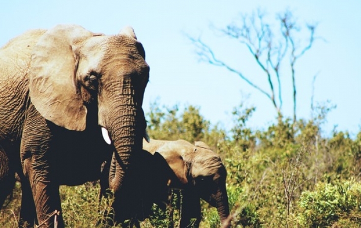 Стадо слонов сбежало из заповедника в Китае