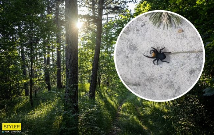 Под Киевом заметили редкого и опасного паука (видео)