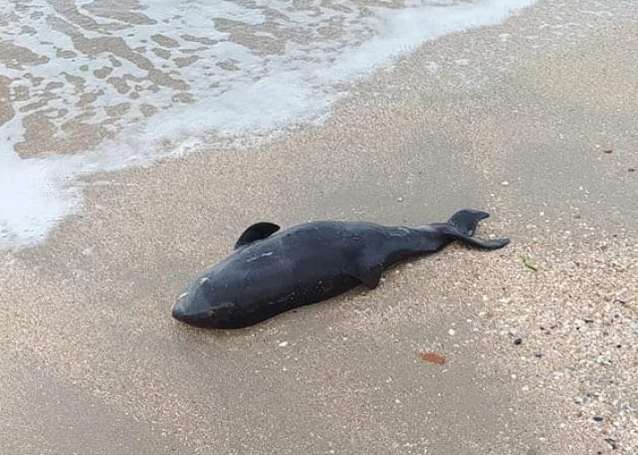 На побережье в Бердянске выбросило мёртвого дельфина (фото)