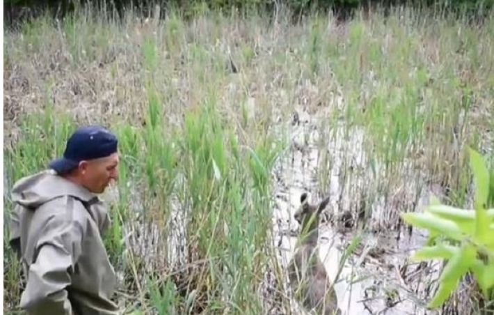 Возле Ровно из болотной ловушки спасли лосиху (видео)