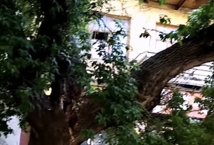 В центре Мелитополя рухнуло огромное дерево, едва не задев пешехода