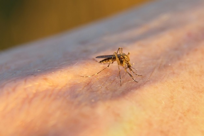 Не только аптечными средствами -  чем отпугнуть комаров, рассказала энтомолог