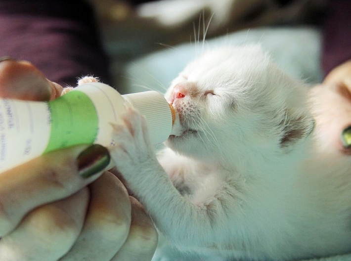 В Мелитополе срочно ищут кормящую маму для новорожденных котят