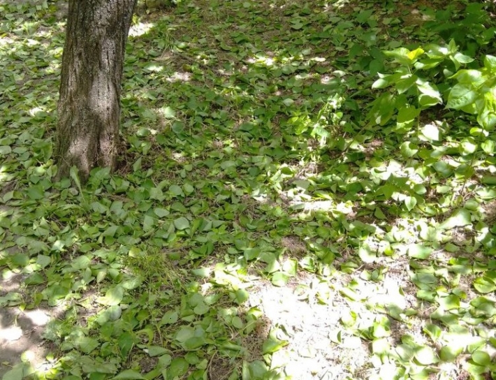 Специалисты рассказали, почему в Запорожье сбрасывают листья деревья