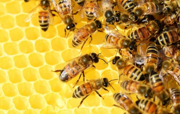 Страшная смерть: под Ровно пчелы атаковали пасечника