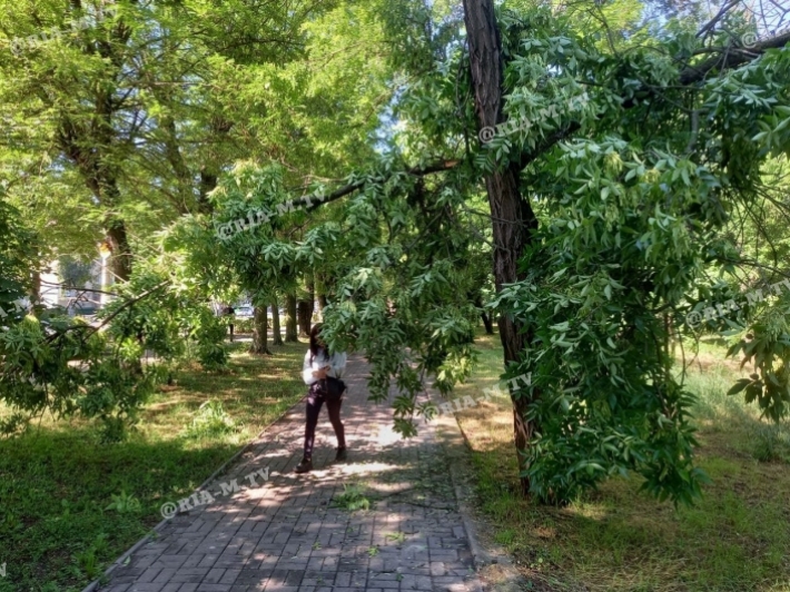В Мелитополе над тротуаром нависло треснувшее дерево (фото)