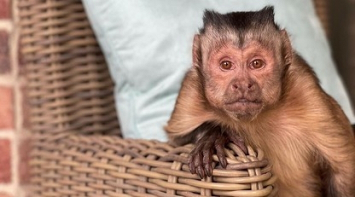Самая известная обезьяна в TikTok умерла после похода к дантисту (видео)