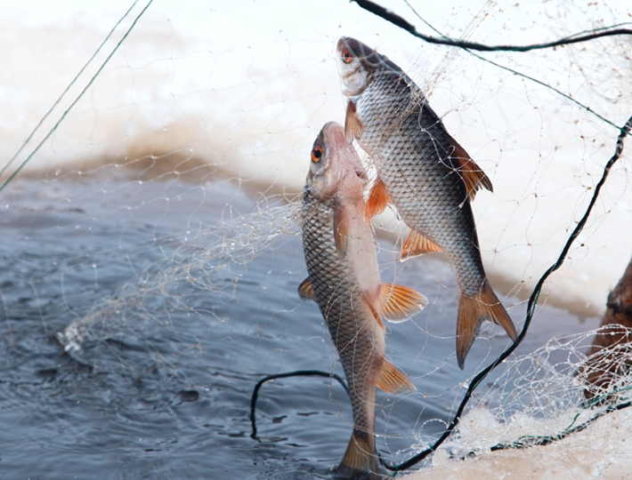 В Мелитопольском районе обнаружили браконьерские сети с рыбой