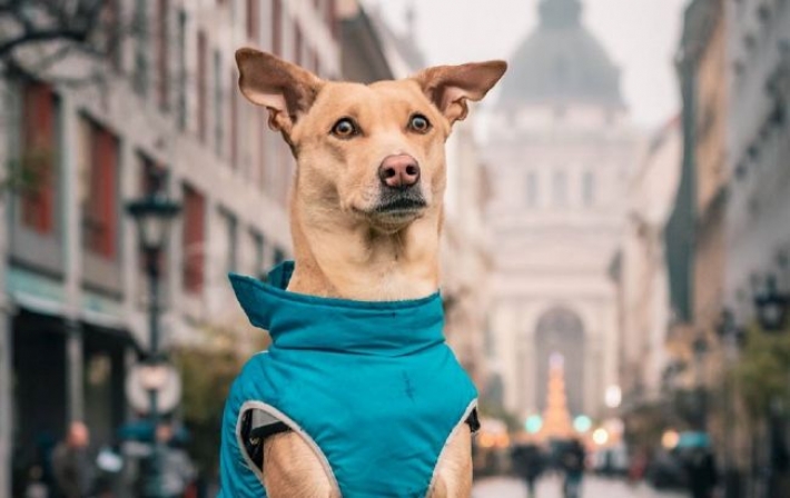 Собака из Киева проехала 30 стран и 116 городов: милая история спасенного щенка