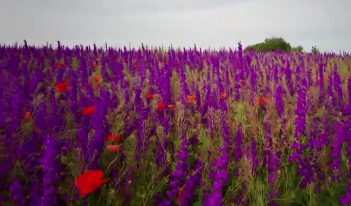 "Фиолетовый рай" под Мелитополем показали в сети (фото, видео)