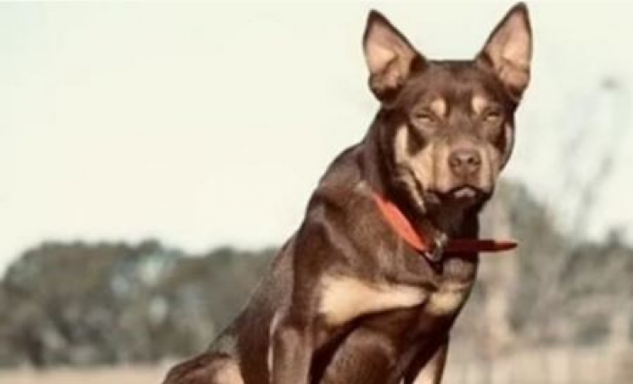 Самая дорогая собака в Австралии: фермер продал своего пса за 35 тысяч долларов