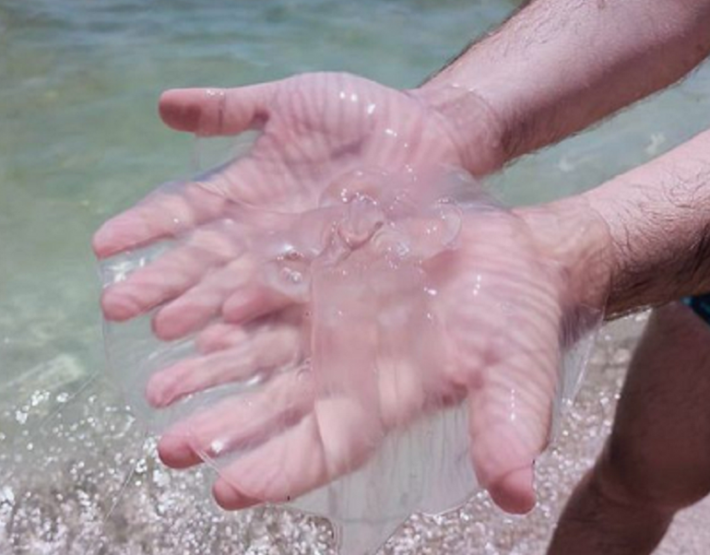В Кирилловке появились первые медузы (фото)
