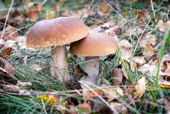 Под Мелитополем женщина отравилась грибами - она в реанимации