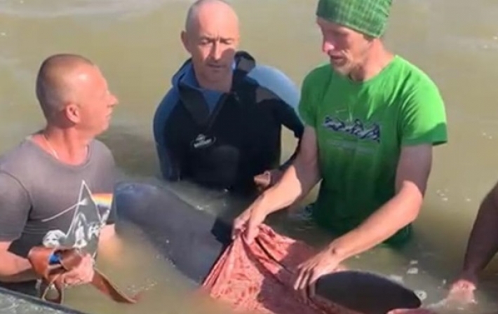 Полицейские с отдыхающими спасли дельфина (фото,видео)