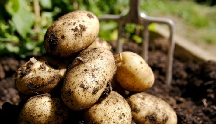 Жителей Мелитополе предупреждают о "золотой" картошке