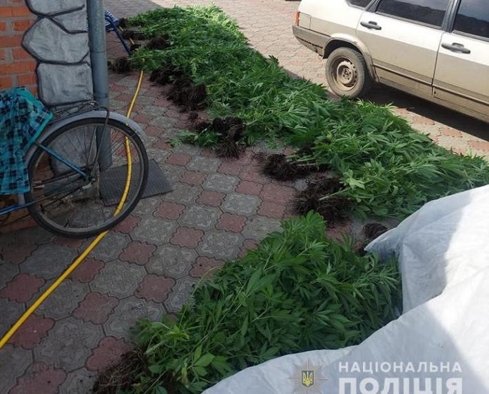 В Запорожской области обнаружили очередную плантацию конопли (фото)