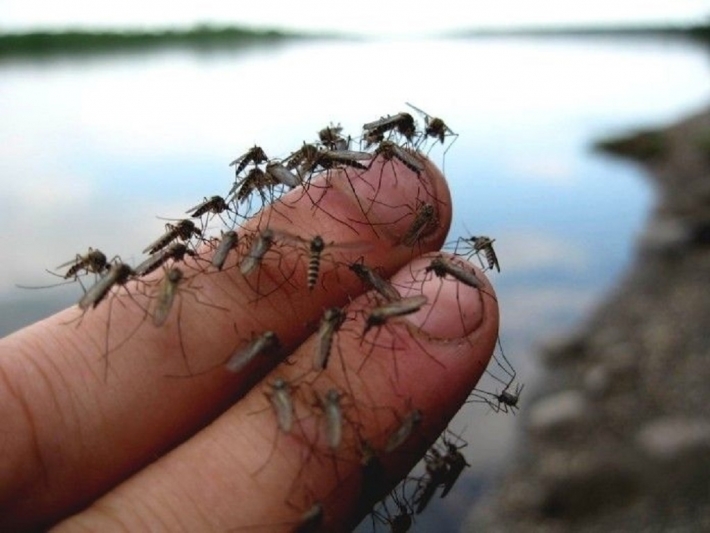 На курорте в Запорожской области нашествие комаров (видео)
