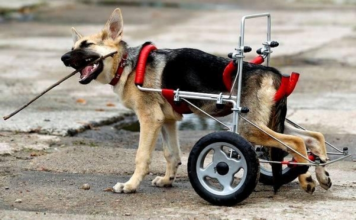 В Мелитополе ищут умельца для изготовления коляски парализованному псу