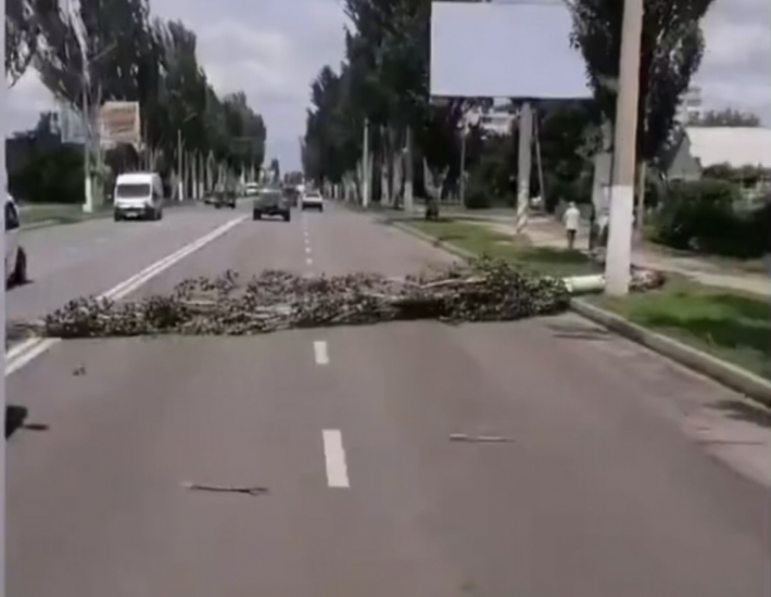 В Мелитополе на проезжую часть одной из центральных улиц упало дерево