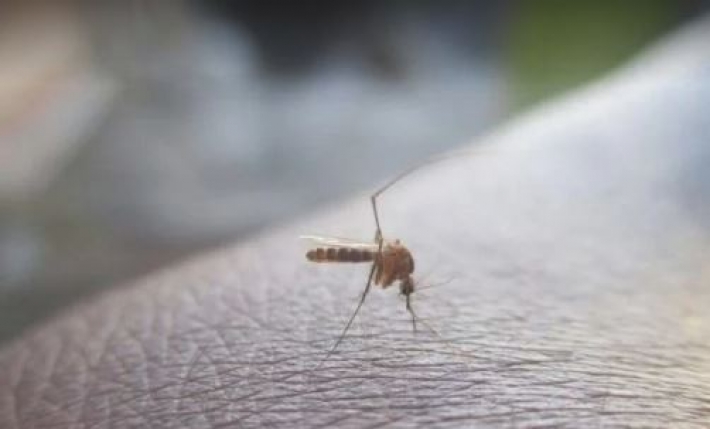 Из-за изменения климата комары будут кусать людей даже зимой – ученые