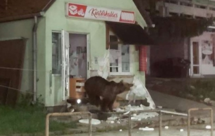Румынский курортный город "оккупировали" медведи (видео)