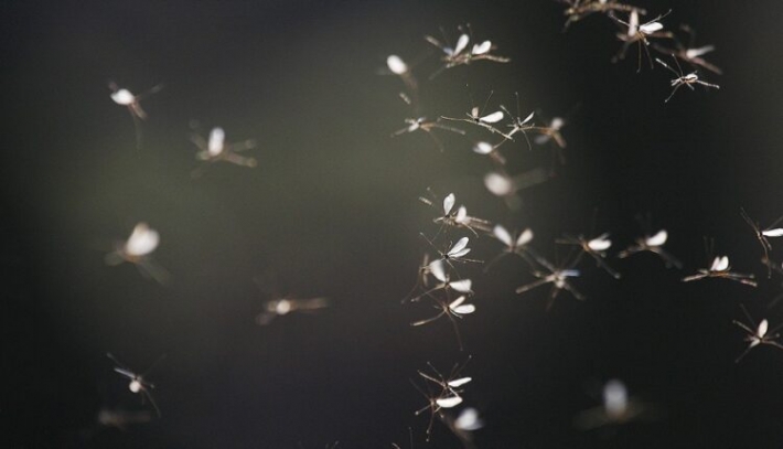 В курортном Бердянске нашествие комаров (ВИДЕО)